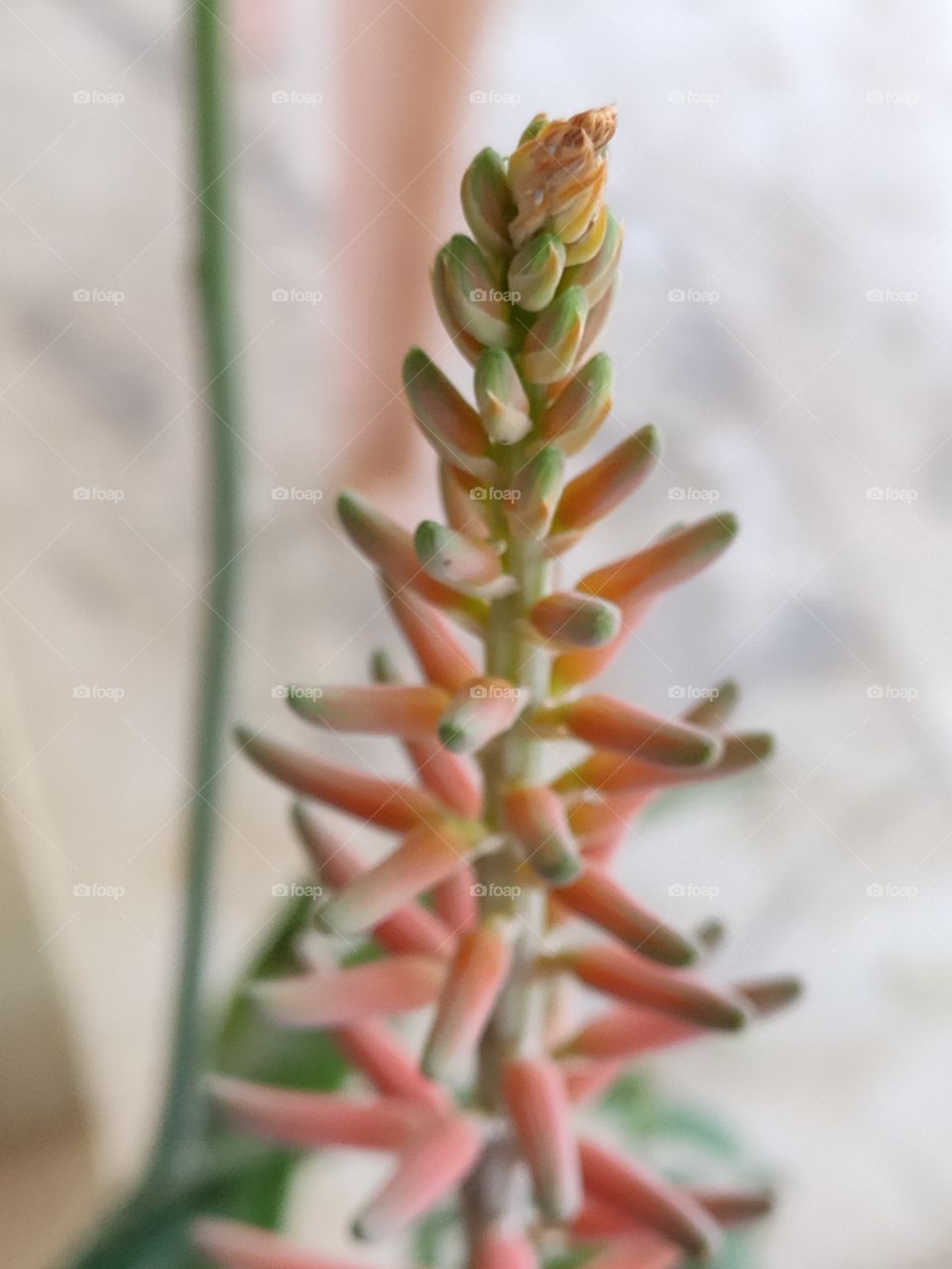 ready - to - bloom wild flowers