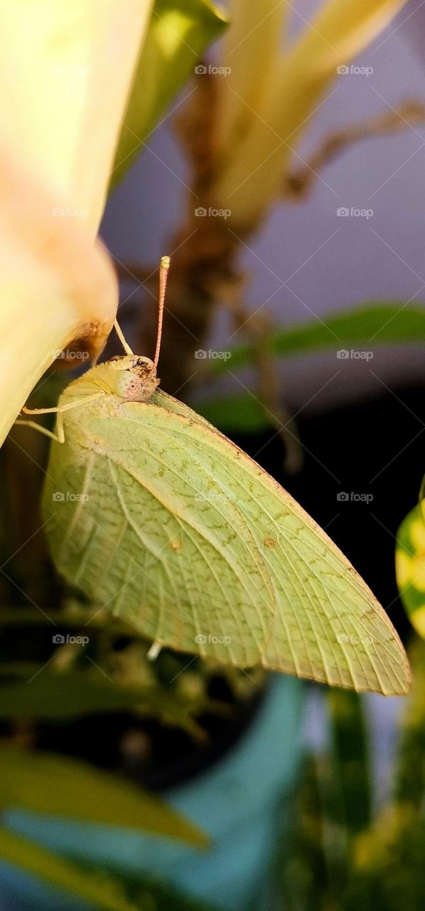 green butterfly 2