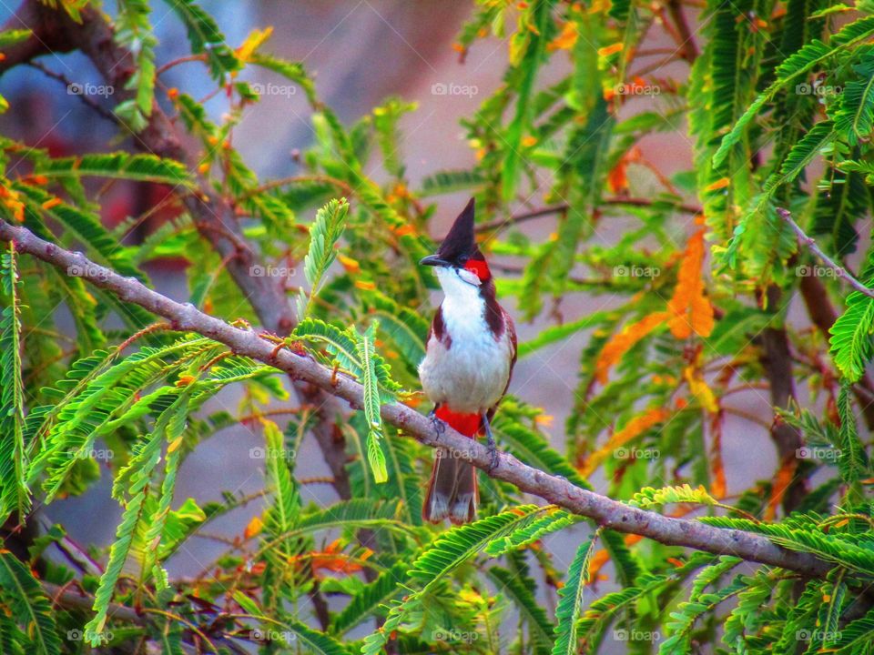 The red-whiskered bulbul  or Pycnonotus jocosus or bulbul bird or crested bulbul in India.