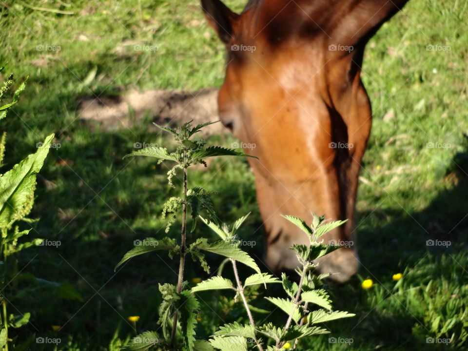 horse in macro