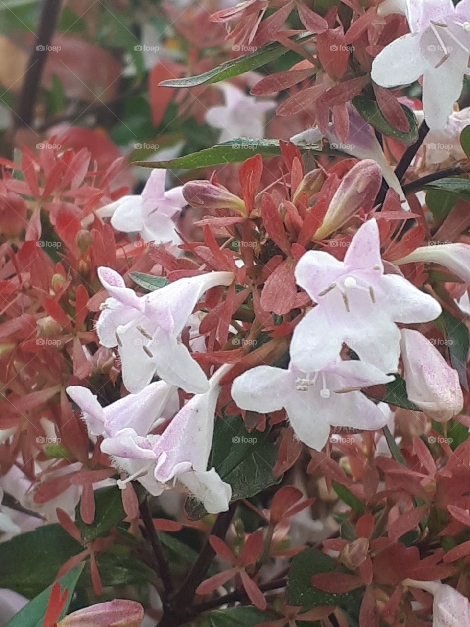 Autumn Flowers