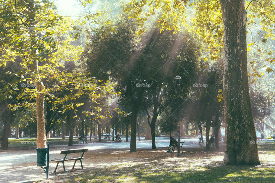 Sun rays through upper branches of trees