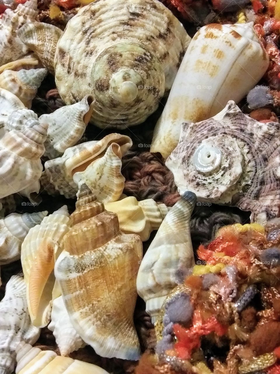 texture of many shells
