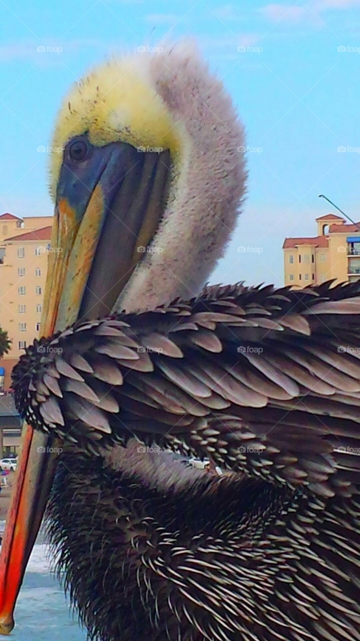 "Bashful Pelican"