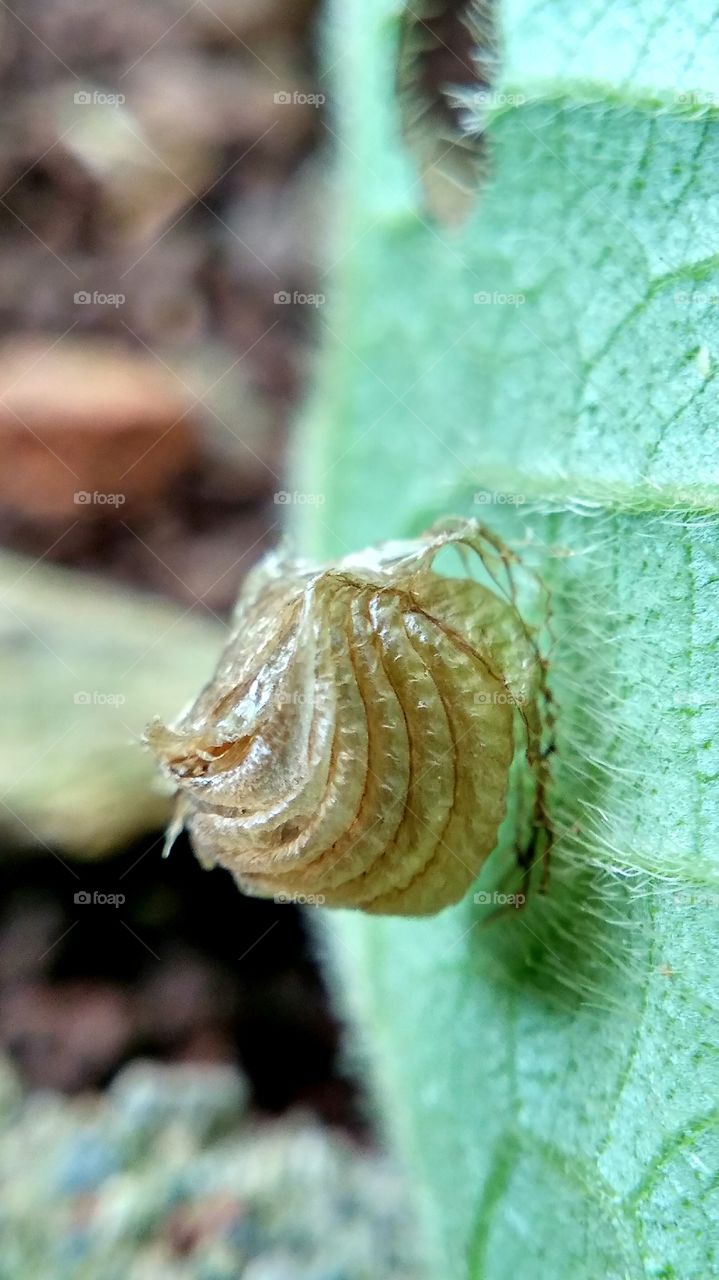 natural architecture