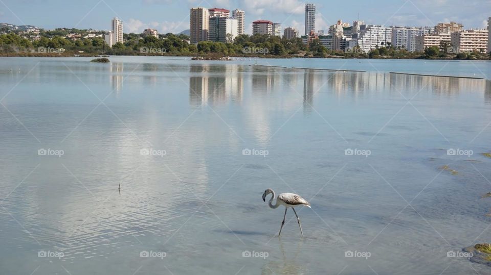 Pelican#bird#lake#city#view