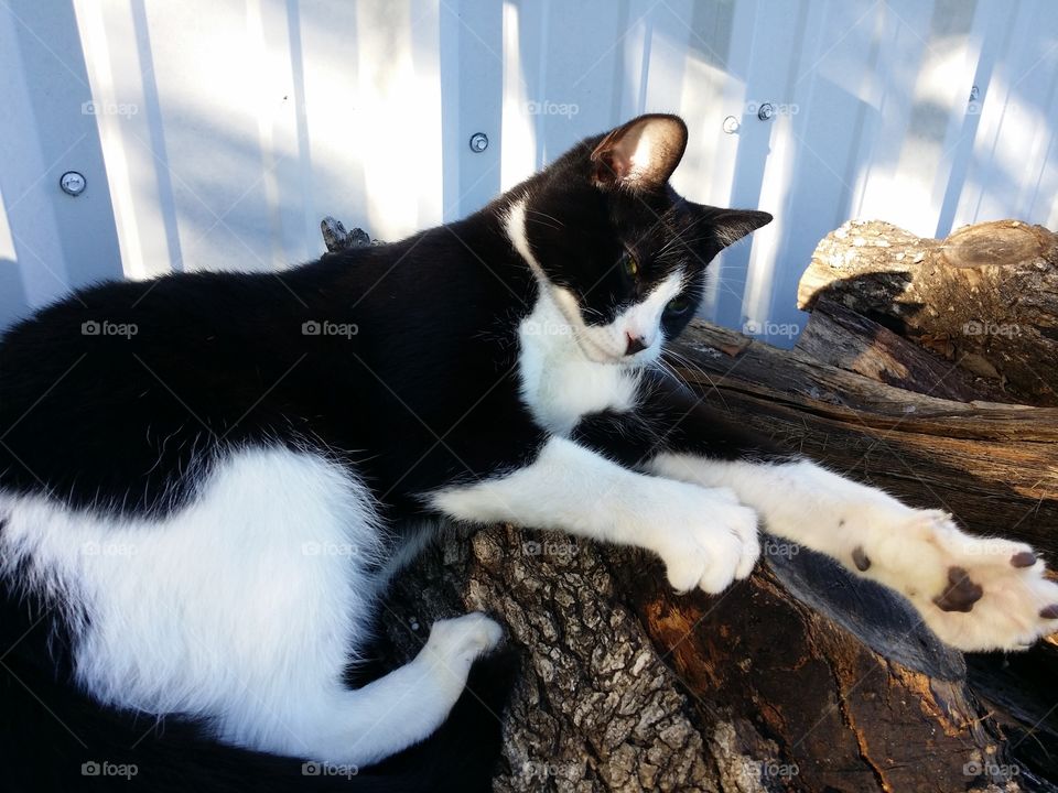 Black and white cat kneading on a pile of wood while relaxing outside