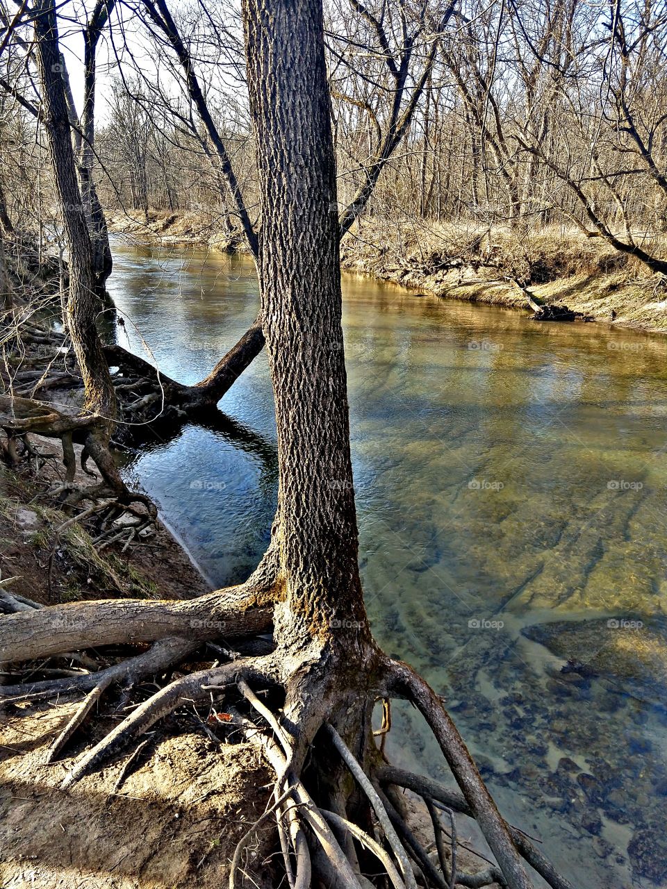 Creek in late winter
