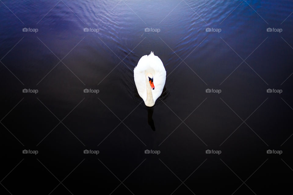 No Person, Water, Nature, Bird, Ocean