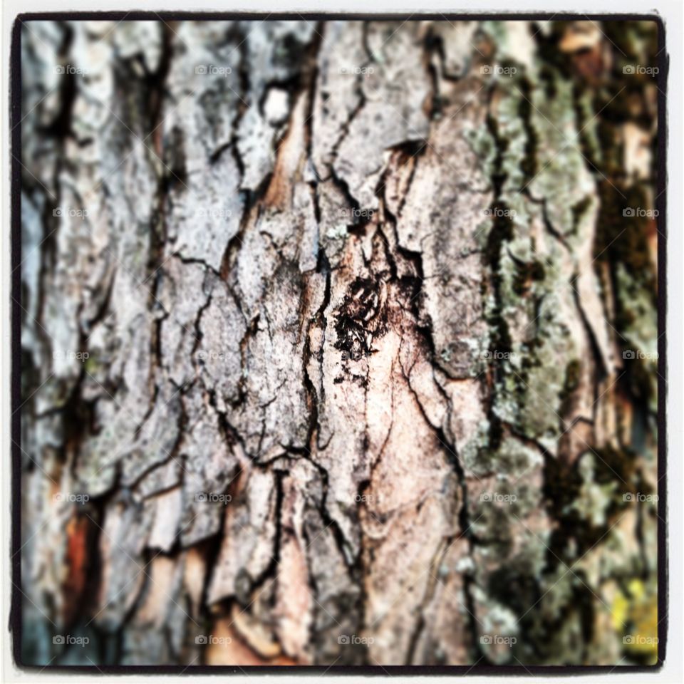Close up on tree trunk 
