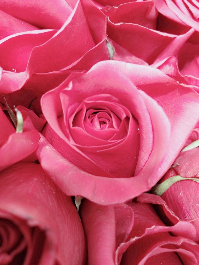 rose