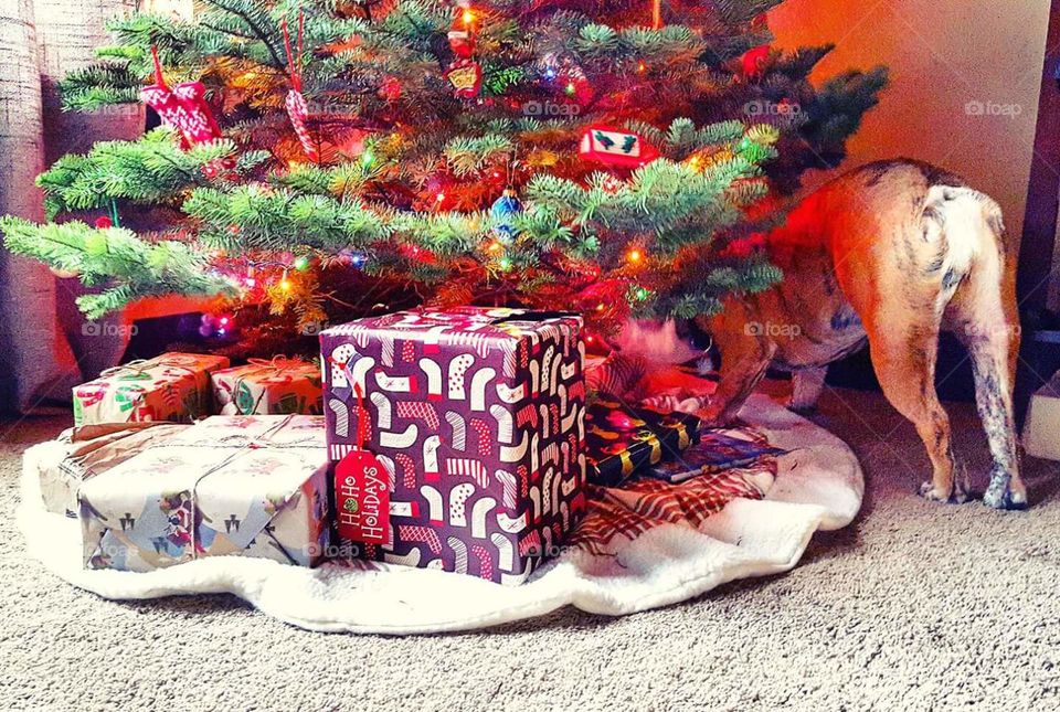 Dog under the Christmas Tree
