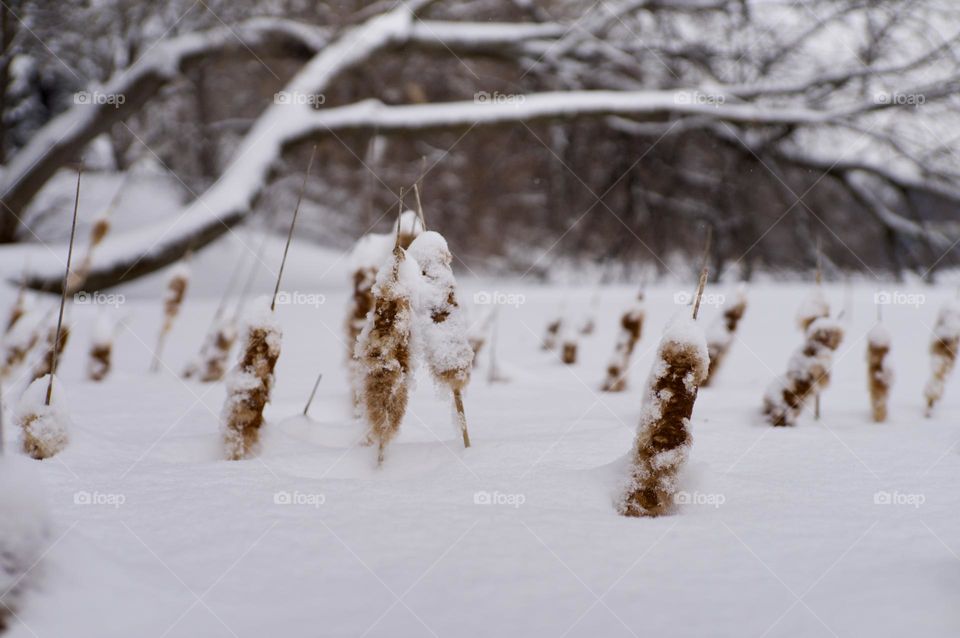 Snow covered cattails on the rivers edge.