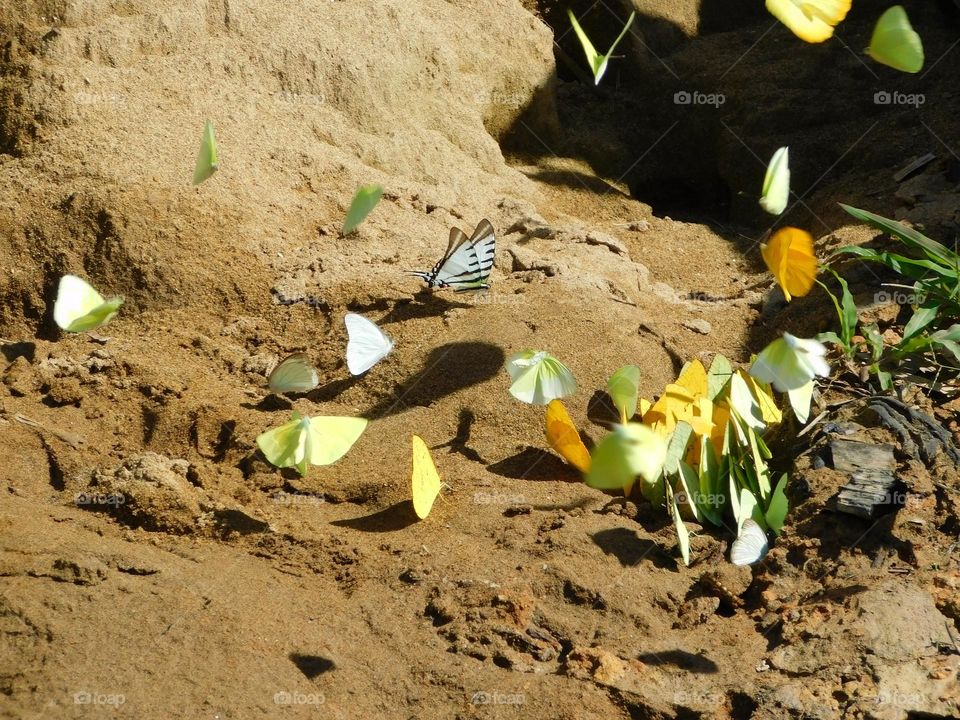 multicolored butterflies on the shores of an Amazon beach