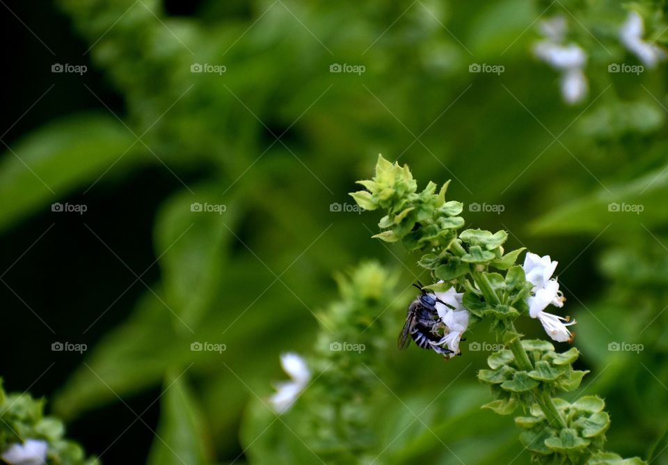 Bee and flowers