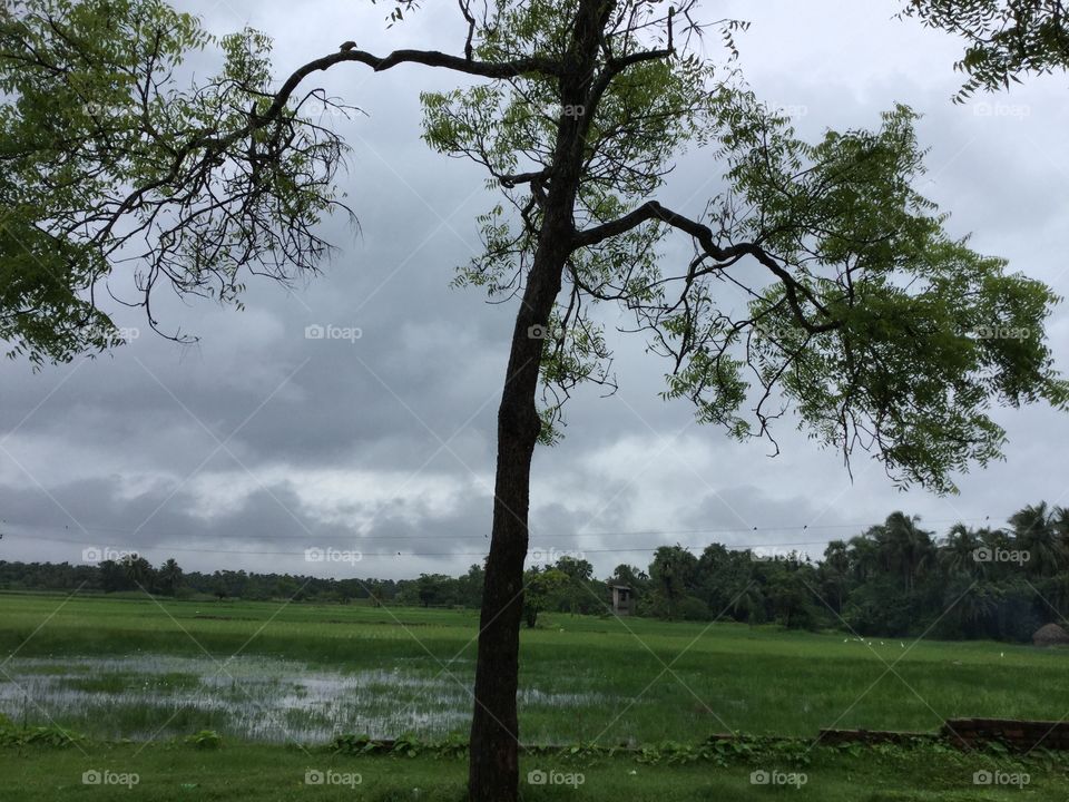Green nature under grey sky