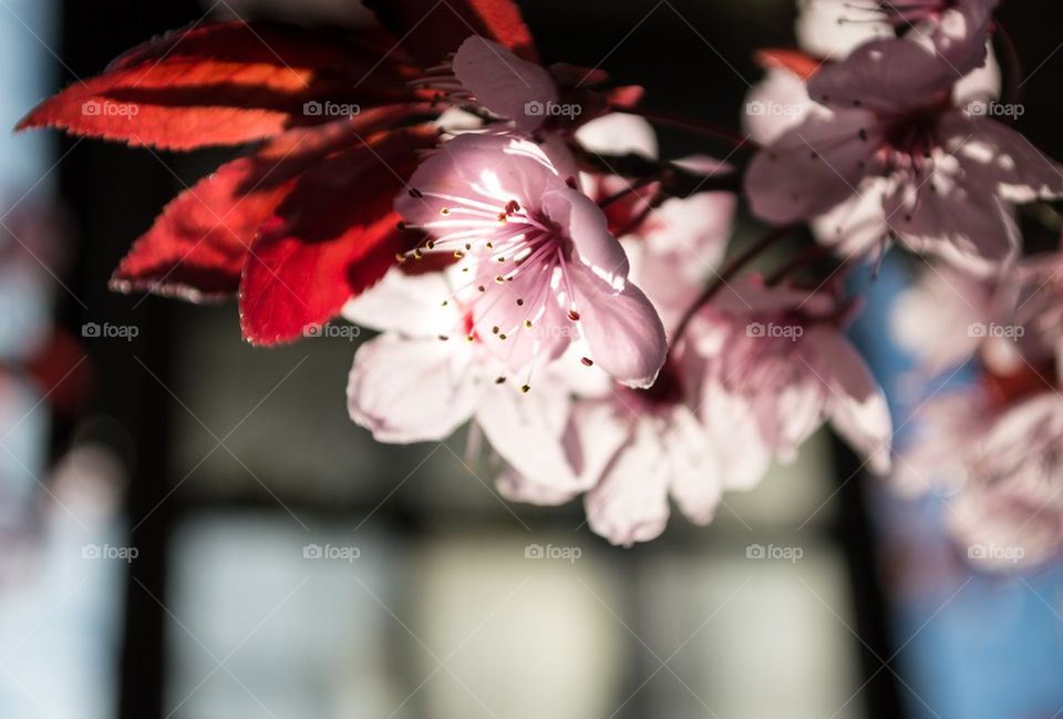 Cherry Blossoms