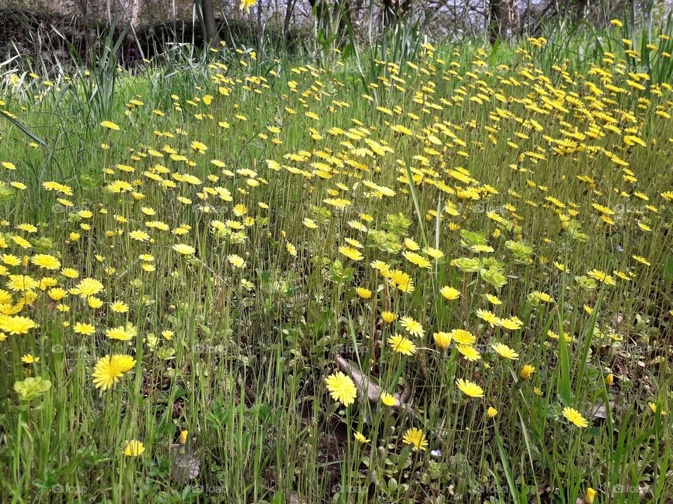 springtime in the wood