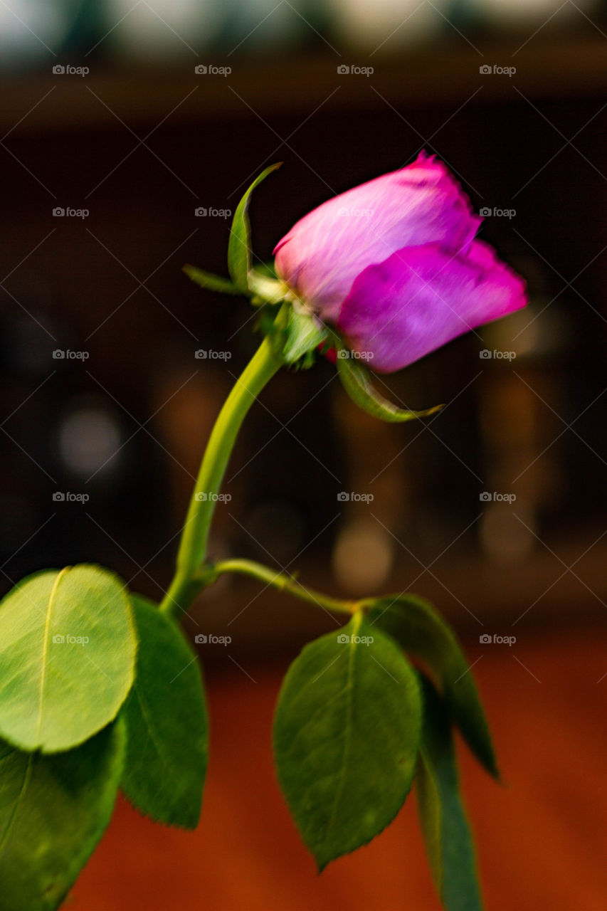 SHOW LOVE,GIVE HER/HIM SOMETHING 🌹