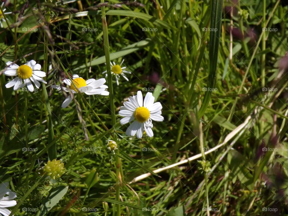 Wildblumen auf einer Wiese