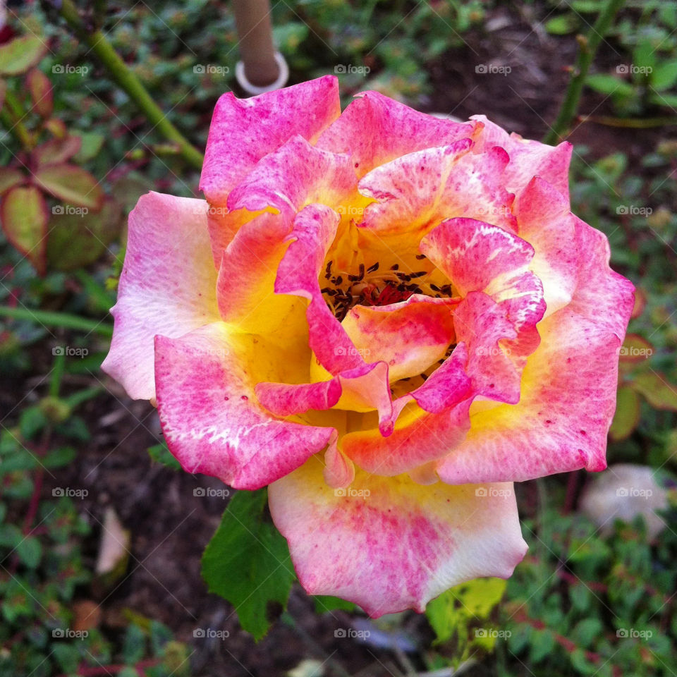 🌹 🇺🇸 Very beautiful flowers to brighten our day.  Live nature and its beauty. Did you like the delicate petals? / 🇧🇷 Flores muito bonitas para alegrar nosso dia. Viva a natureza e sua beleza. Gostaram das pétalas delicadas? 