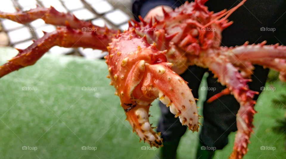 No Person, Shellfish, Crustacean, Crab, Lobster