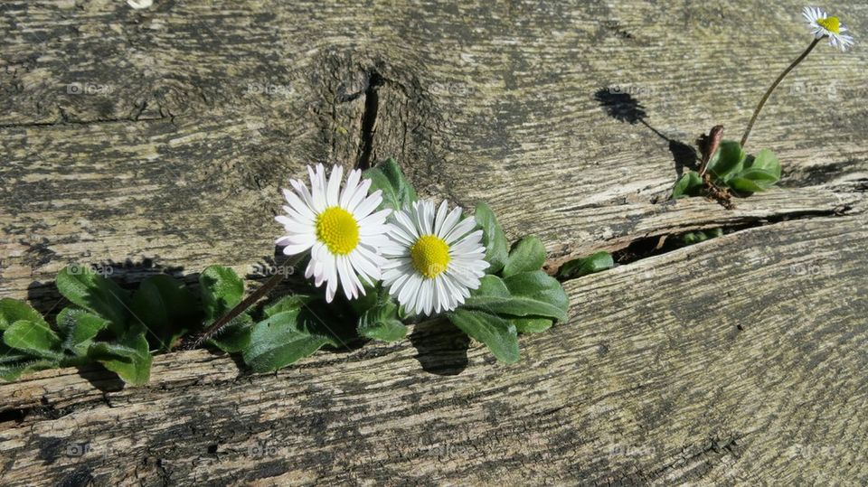 daisies in beam