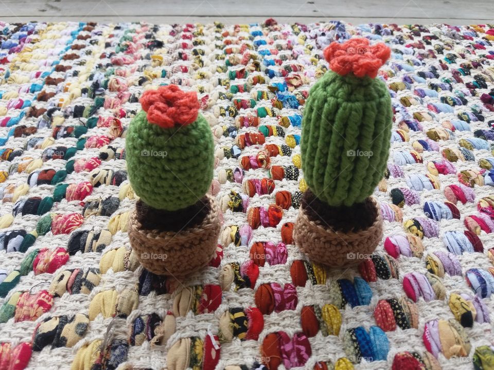 Little Cacti