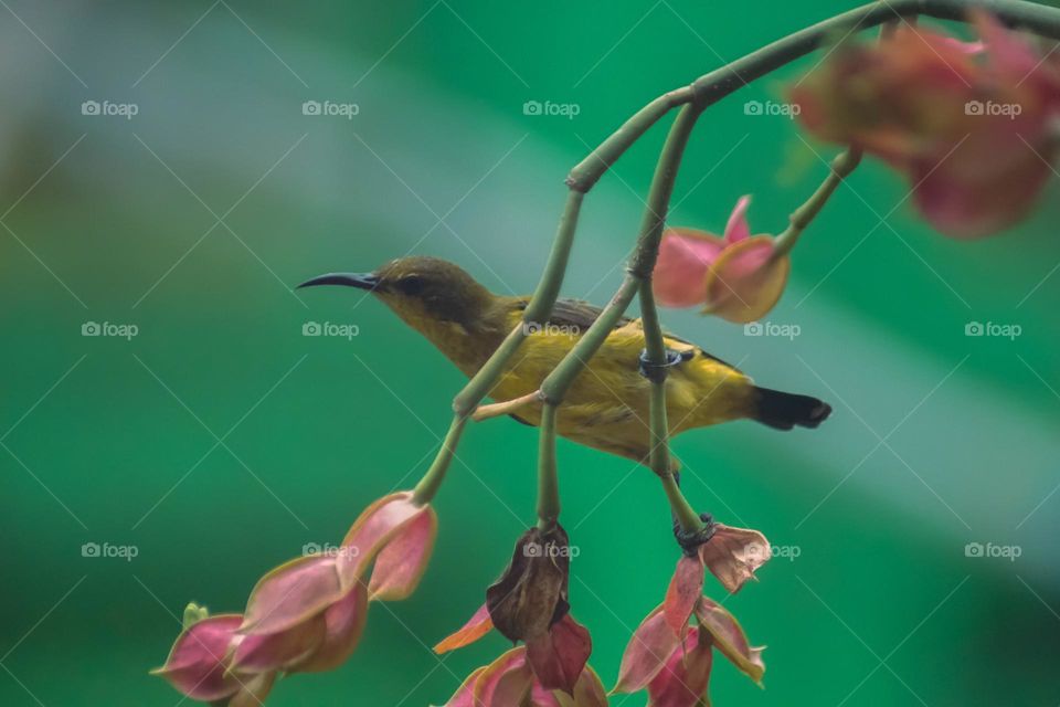 bird nectar in the morning