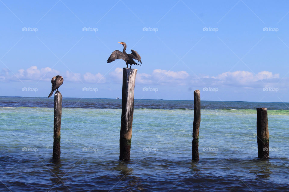 Bird about to fly away