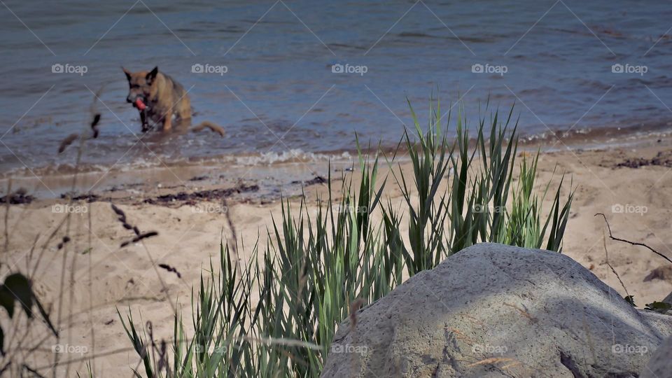 dune grass on the beach