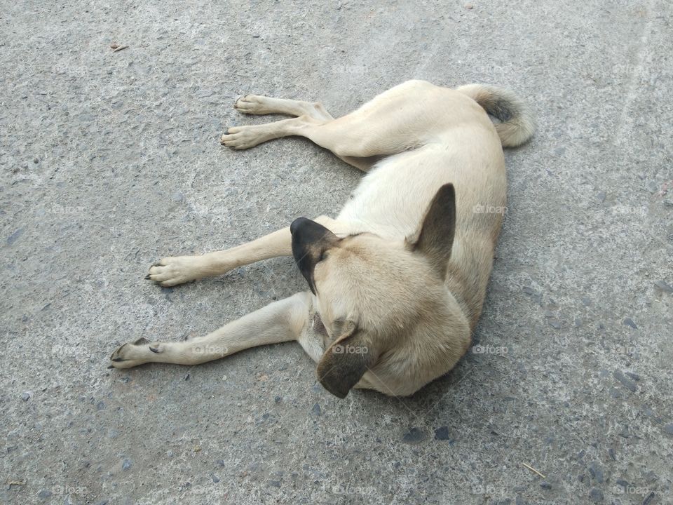 Cute pet , brown Thai  dog on a gray concrete floor.