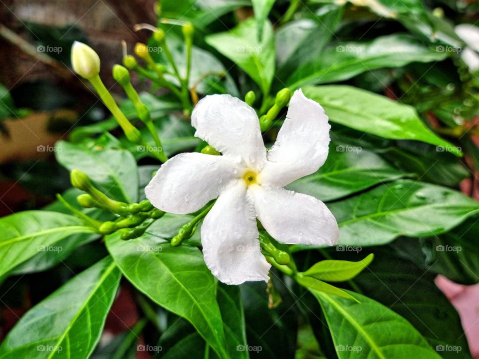 Floral photography  - Crape  Jasmine