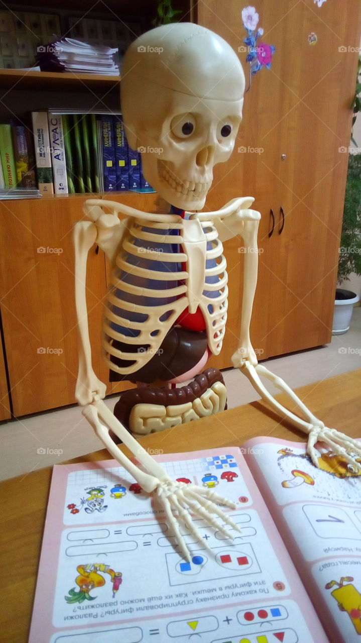 скелет ученик