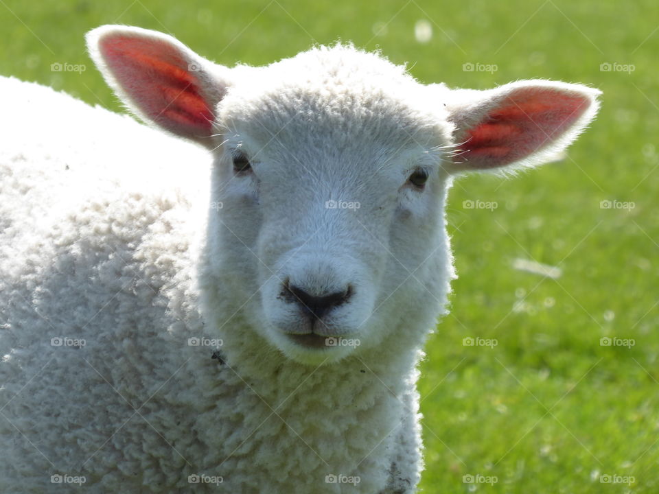 Cute Lamb