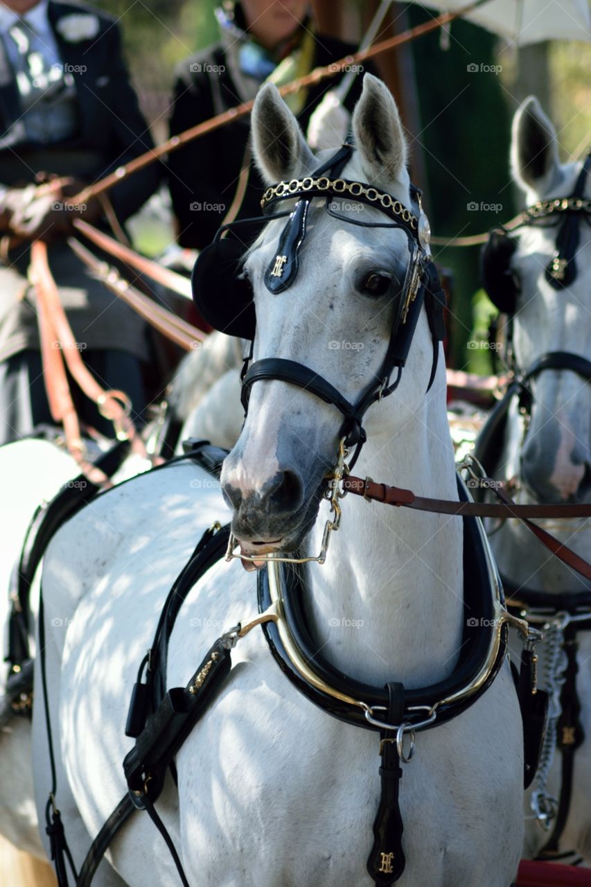 White horses pulling a traditional carriage