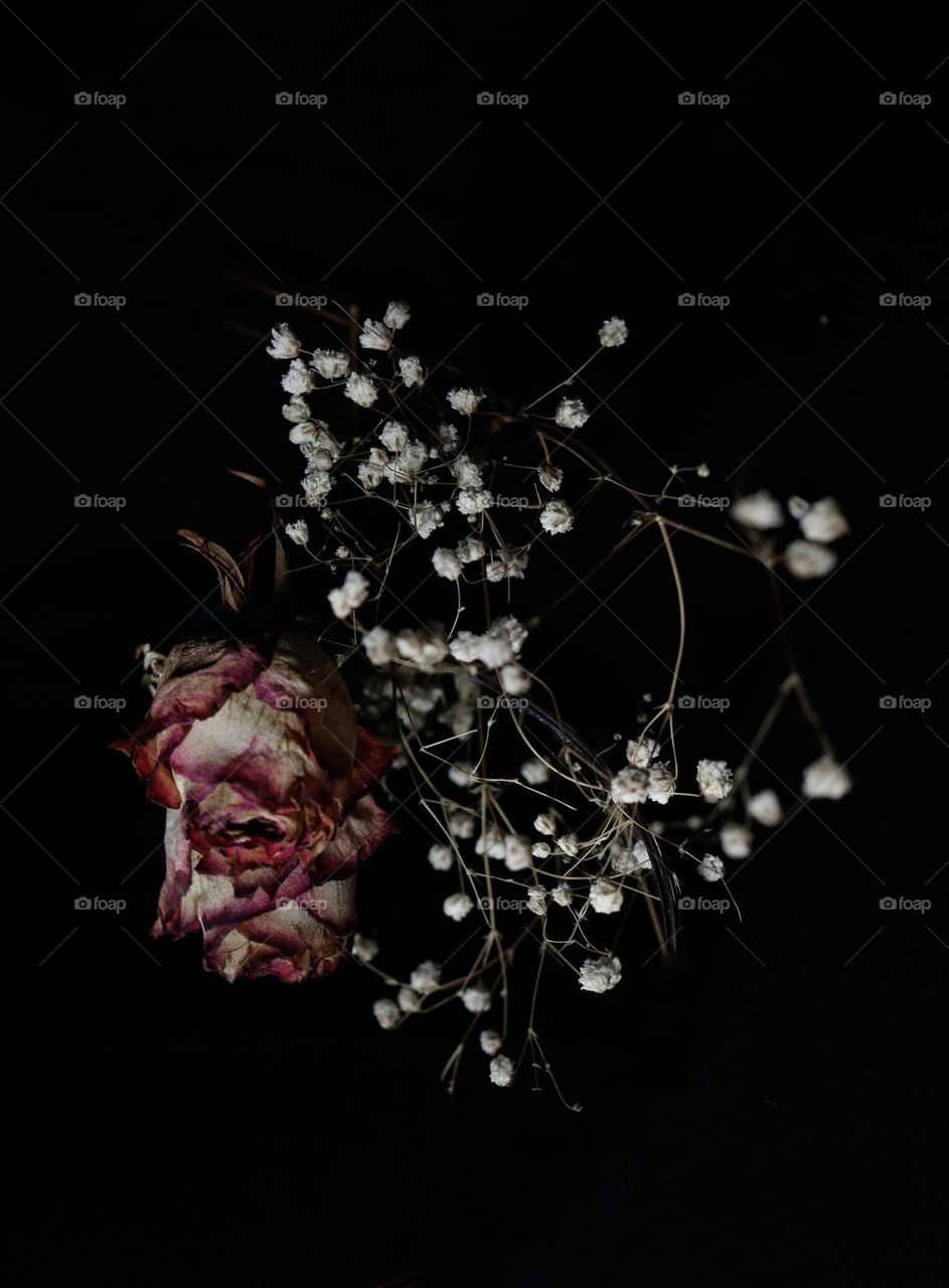 Some beautiful dry flowers reflected in the mirror in the black background.