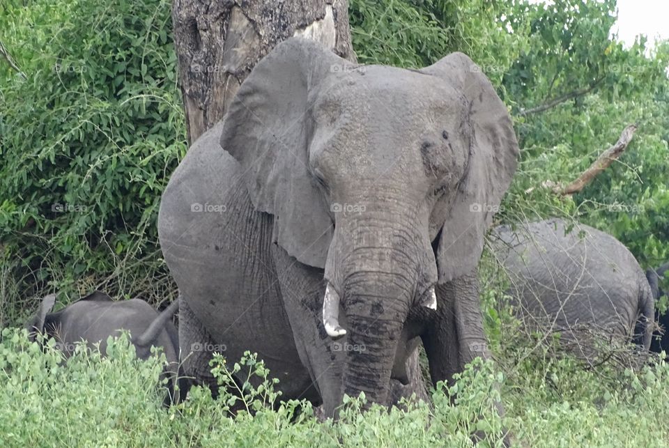 Elephant. African elephant on Safari 