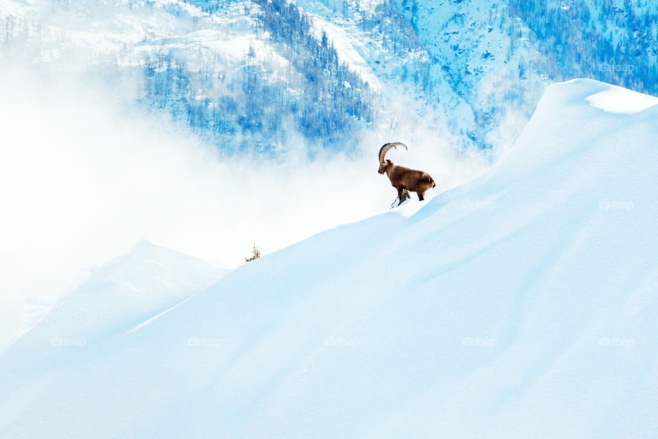 Alpine Ibex in Chamonix