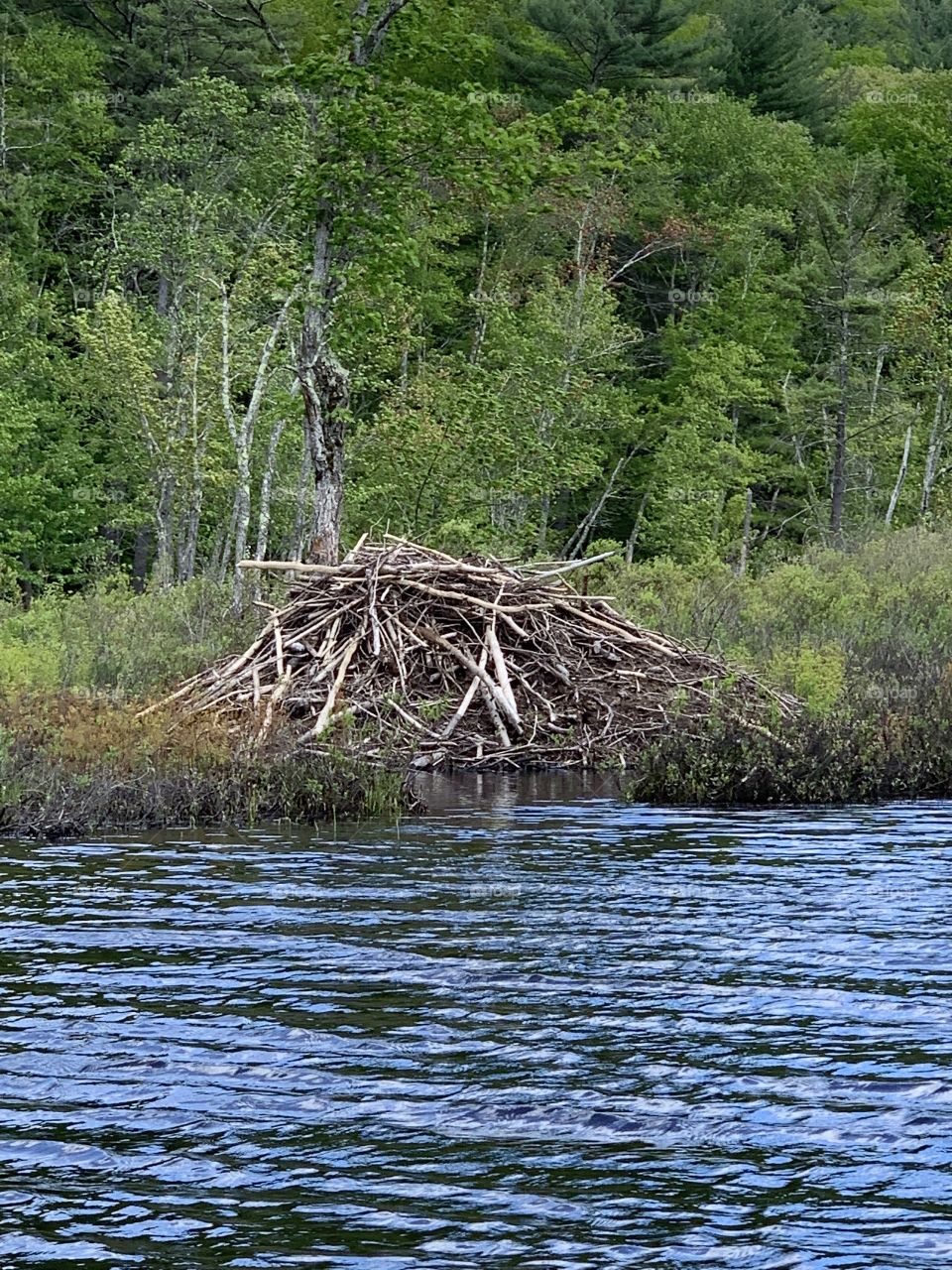 Beaver Hut