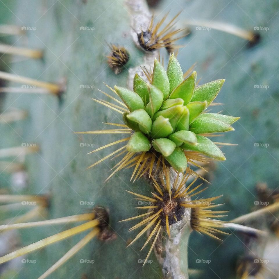 cactus