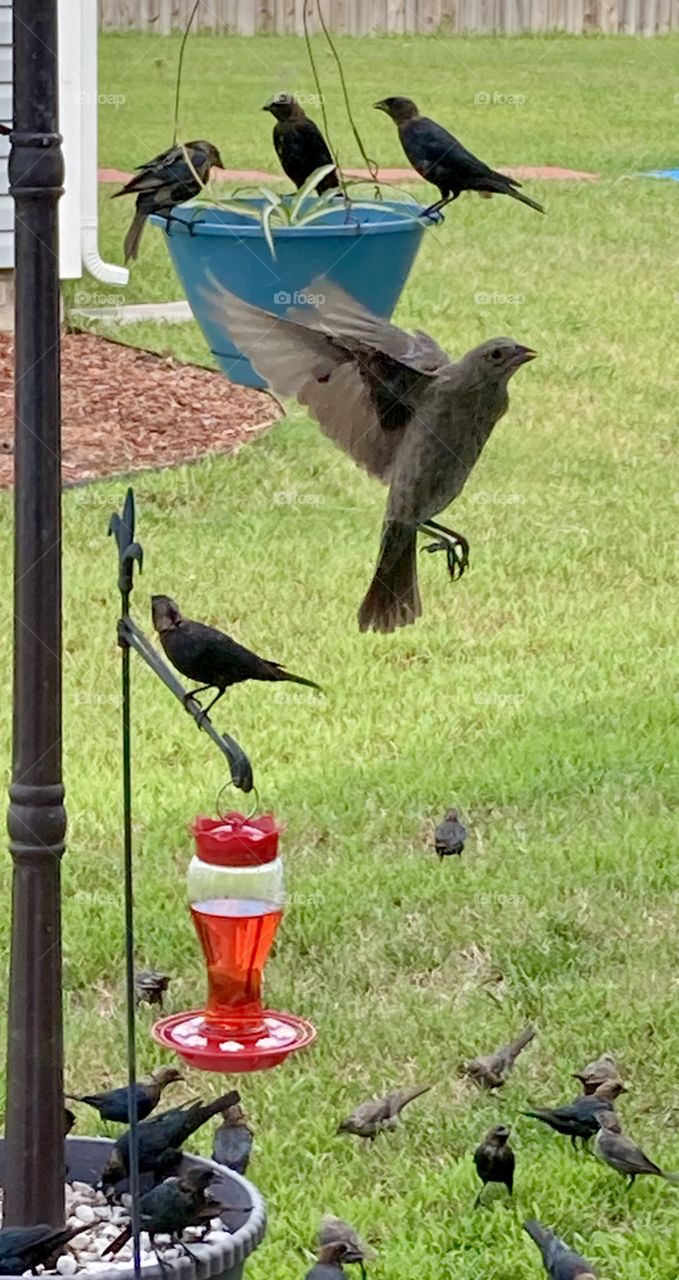 Bird flying by sliding glass door outside