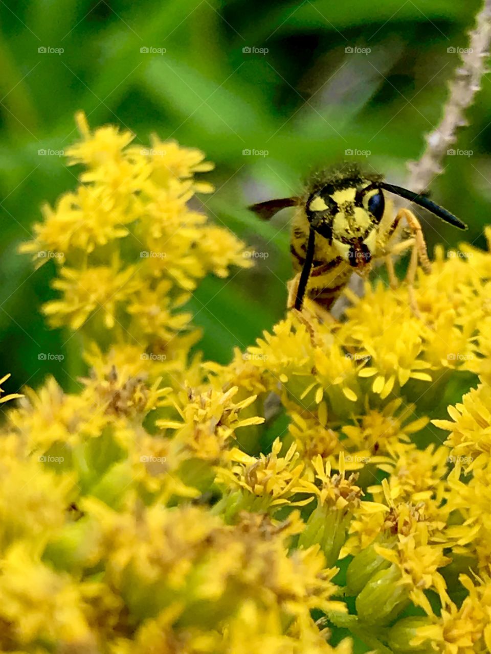 Wasp pollination 