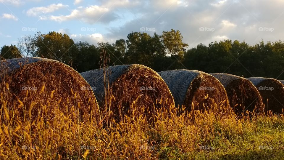 Autumn glow on hay bales