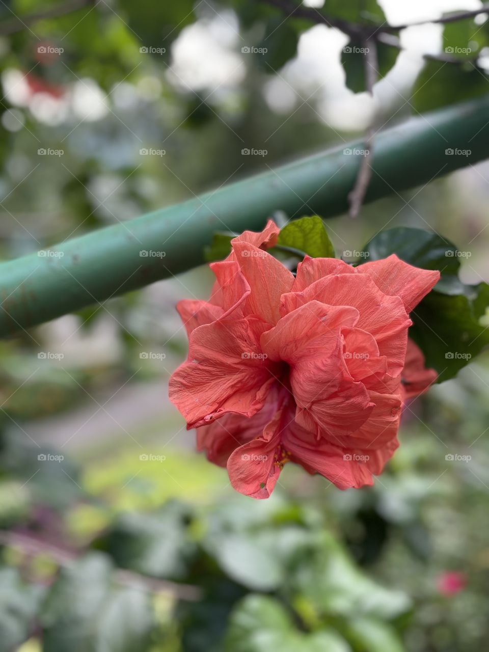 Red gumamela flower