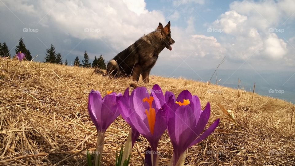 German Shepherd dog on the walk in nature with crocus flowers. Slovakia