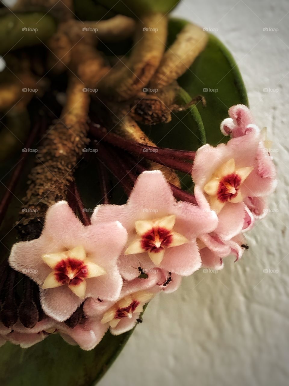 Wax Flower r or Porcelain Flower, with some ants... 