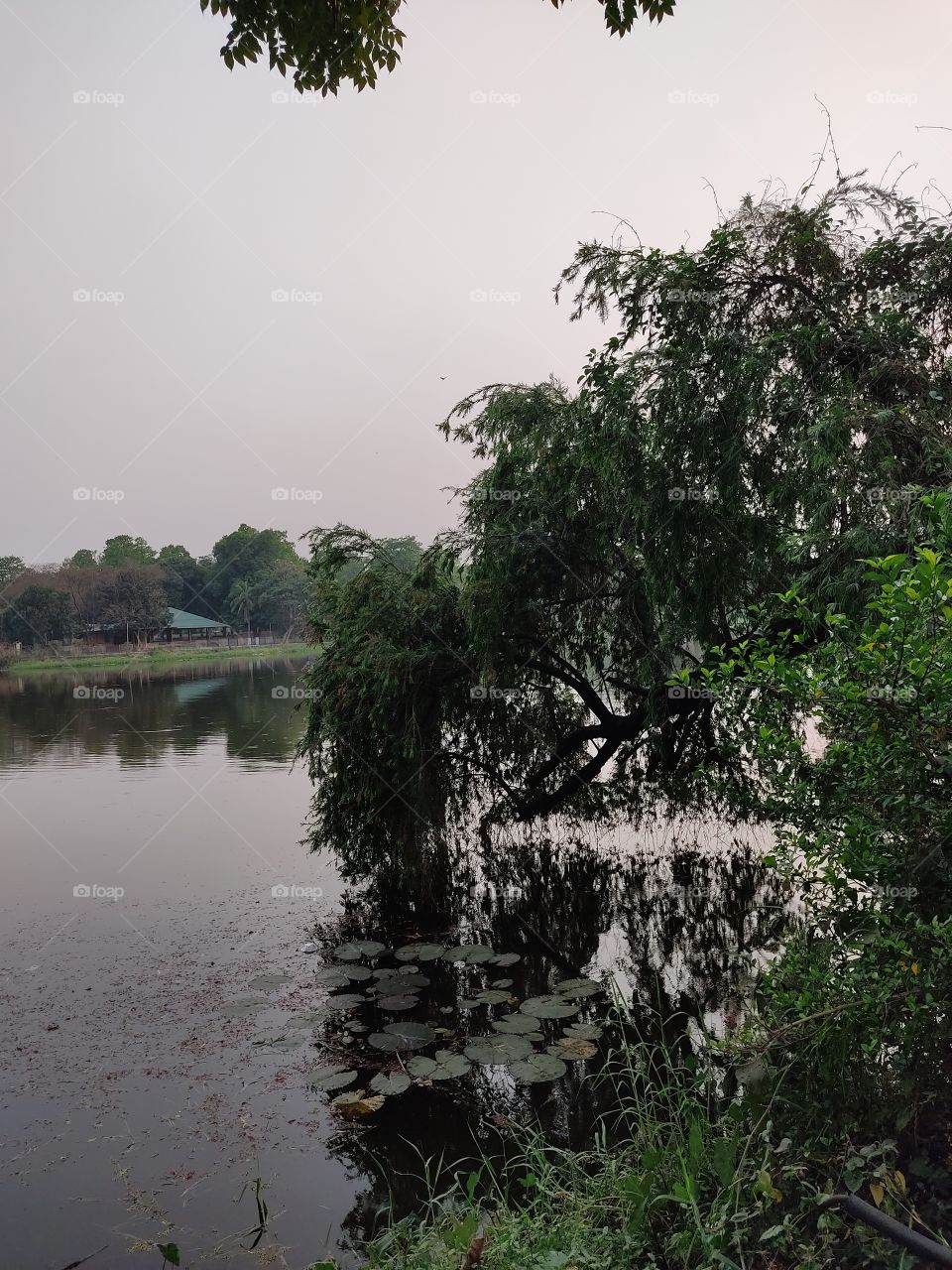 A tilted tree by the side of the pond.