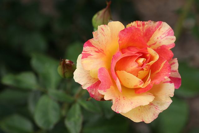 Beautiful Multi-color Rose. Rose Garden at Leu Gardens