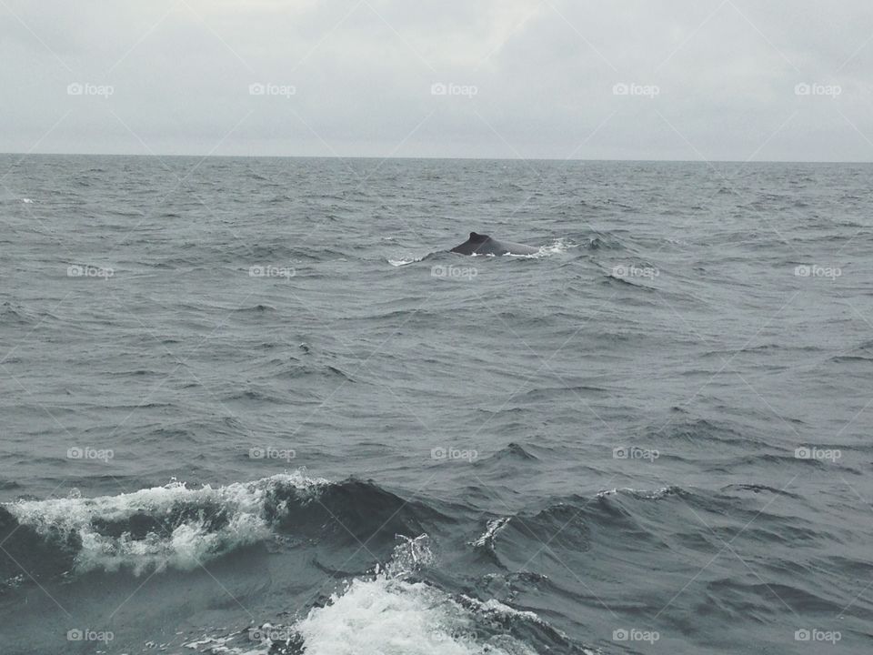 Whale watching in Cape Cod, MA. 